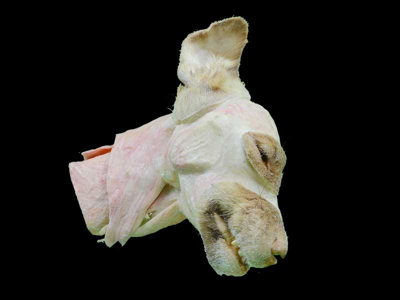median sagittal section of dog head and neck specimen