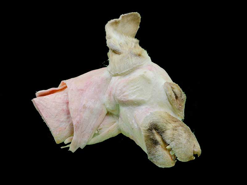 median sagittal section of dog head and neck teaching specimen