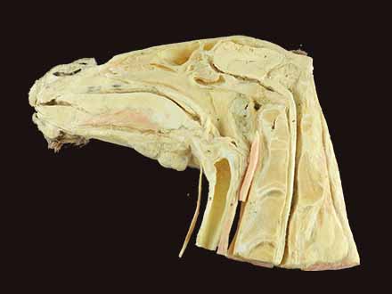 Median sagittal section of head of Horse
