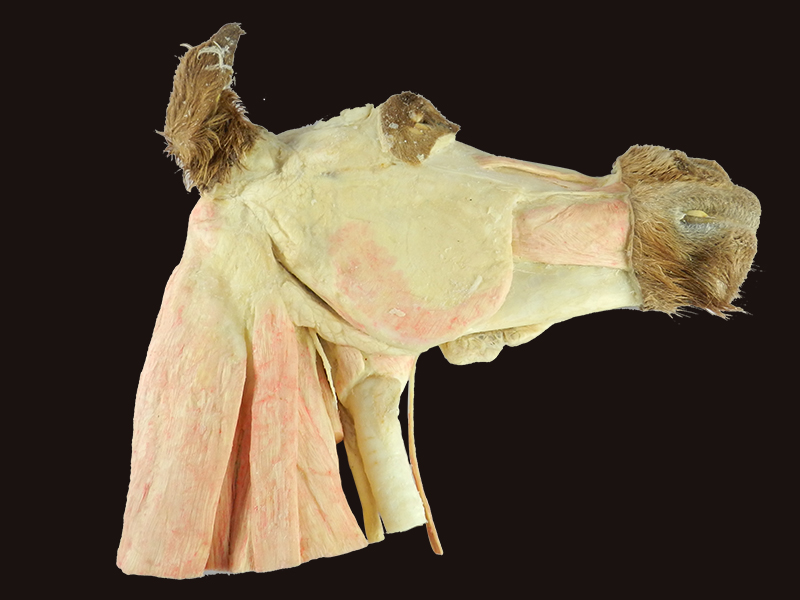 Median sagittal section of horse head plastinated specimen