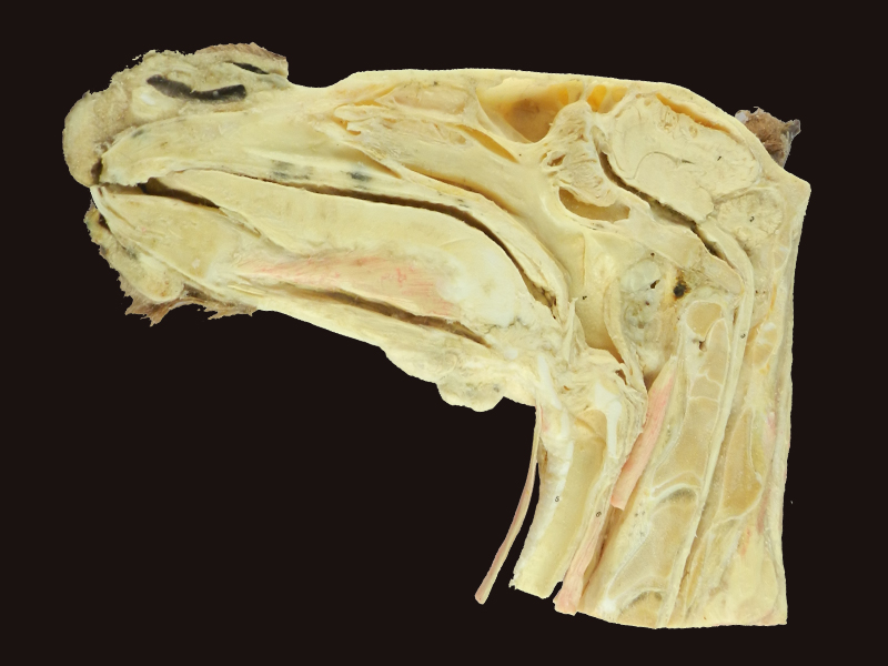 Median sagittal section of horse head specimen