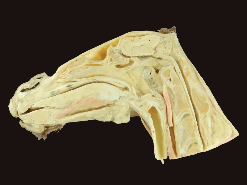 Median sagittal section of horse head teaching specimen