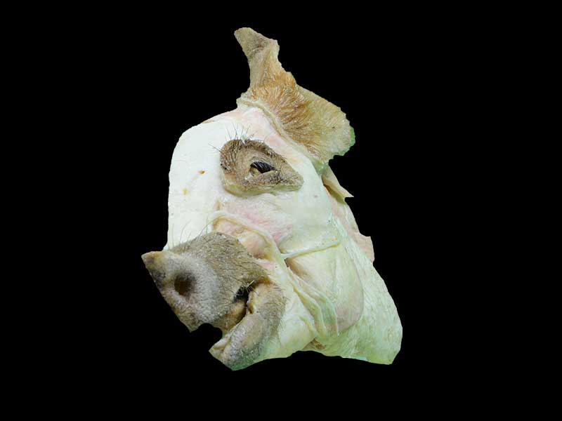 median sagittal section of pig head