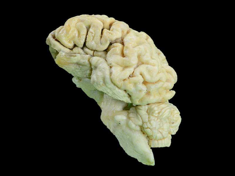 medical brain hemisphere of sheep specimen