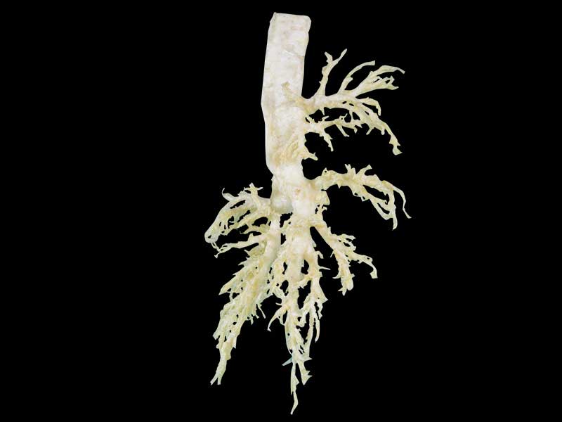 medical bronchial tree of cow teaching specimen