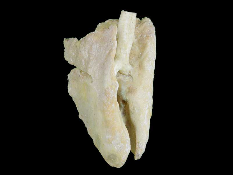 medical cattle lung specimen