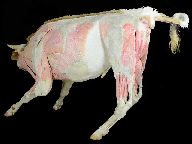 medical cow plastinated specimen