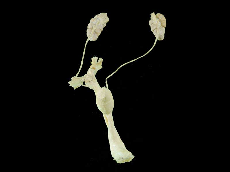 medical cow urogenital system specimen