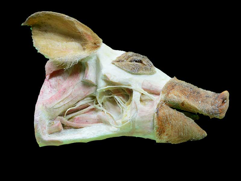 medical deep vessels and nerves of pig head specimen