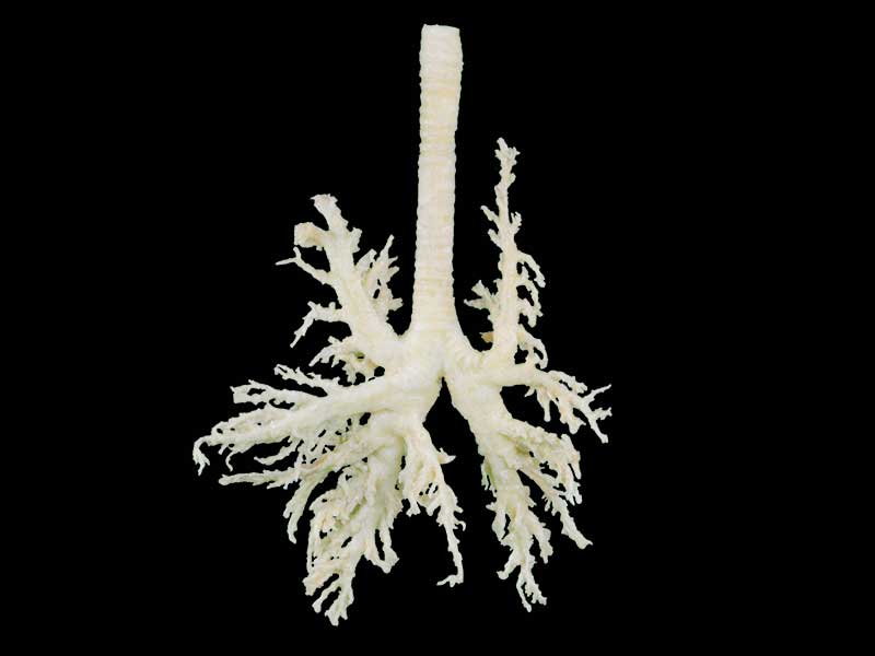 medical dog bronchial tree specimen