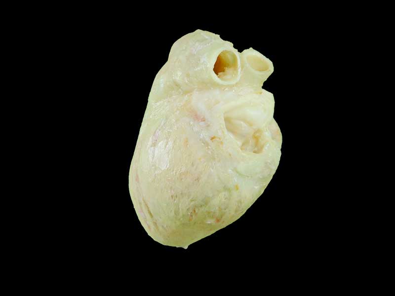 medical dog cardiac muscle fiber ring specimen