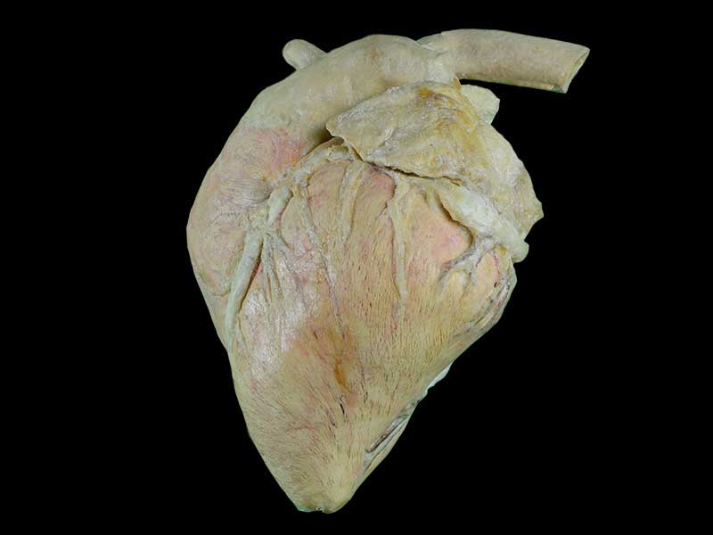 medical heart blood vessel of cow speciemn