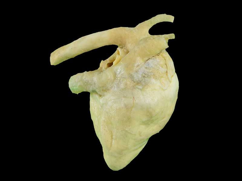 medical heart of pig specimen