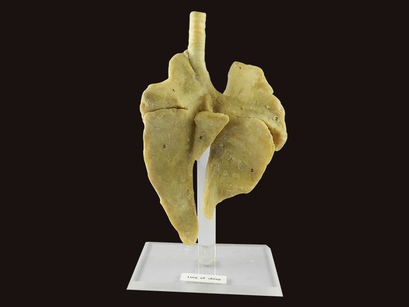 medical lung of sheep specimen