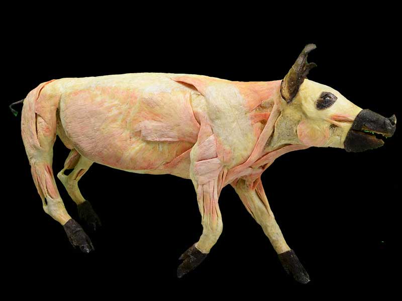 medical pig plastination