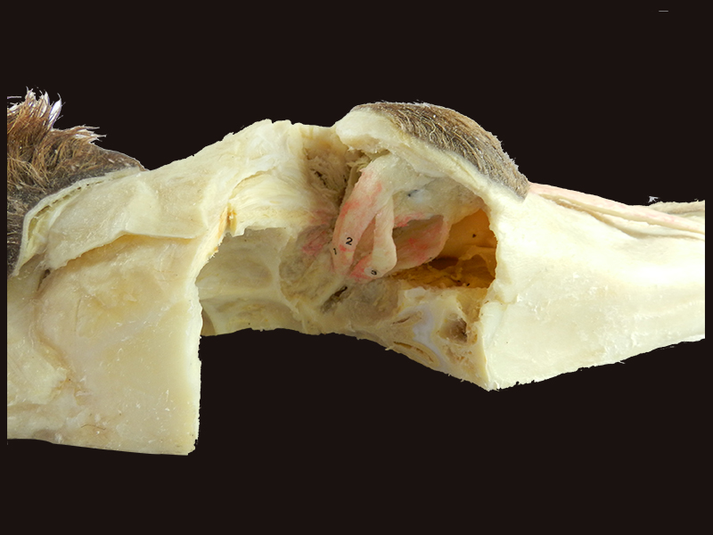 Muscles of horse eyeball medical specimen