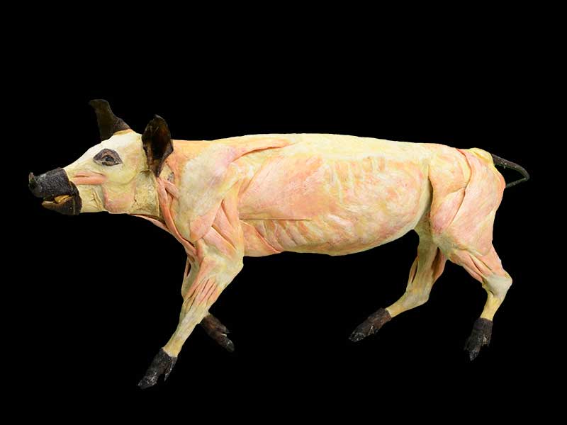 pig plastinated specimen