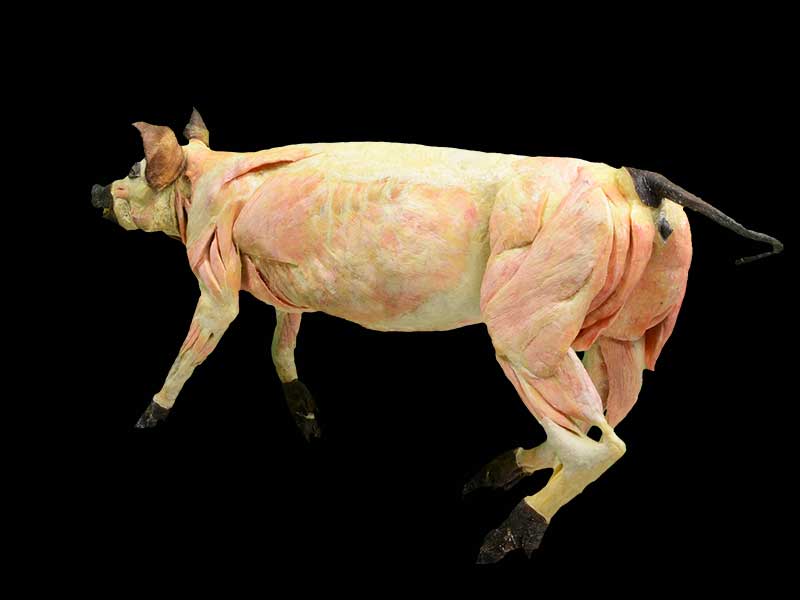 pig specimen plastination