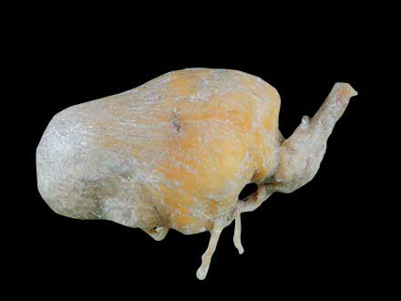 Pig urinary bladder plastinated specimen