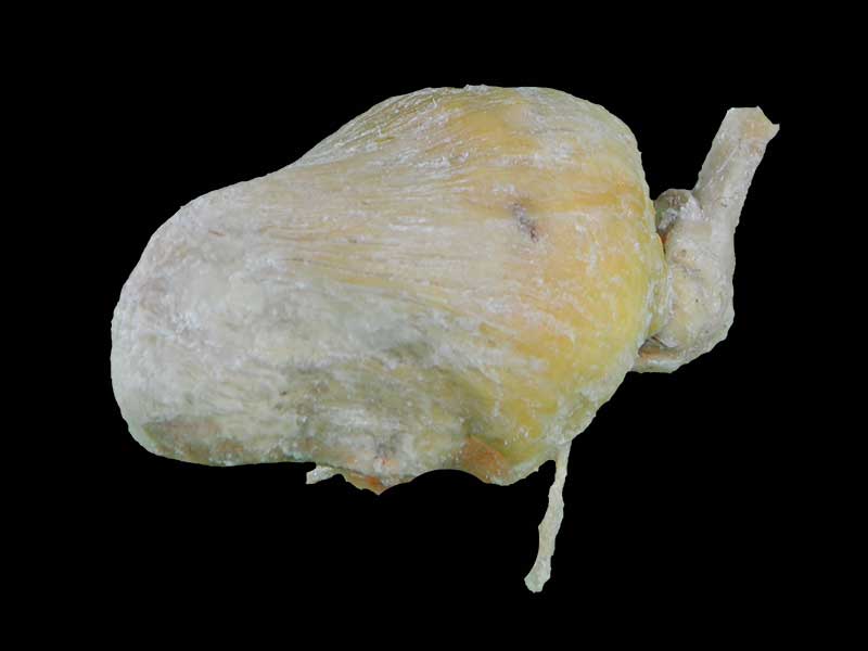 Pig urinary bladder plastination specimen