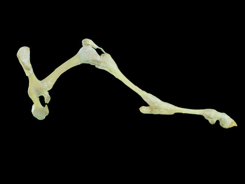 posterior limb joint of sheep plastinated specimen