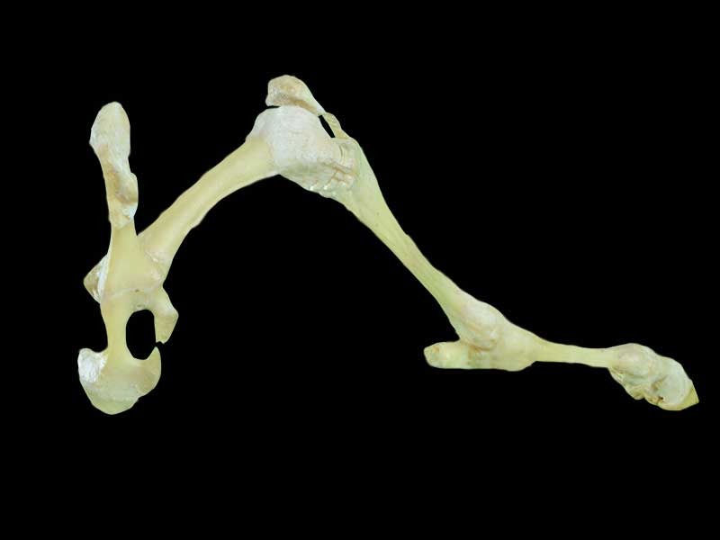 posterior limb joint of sheep plastination