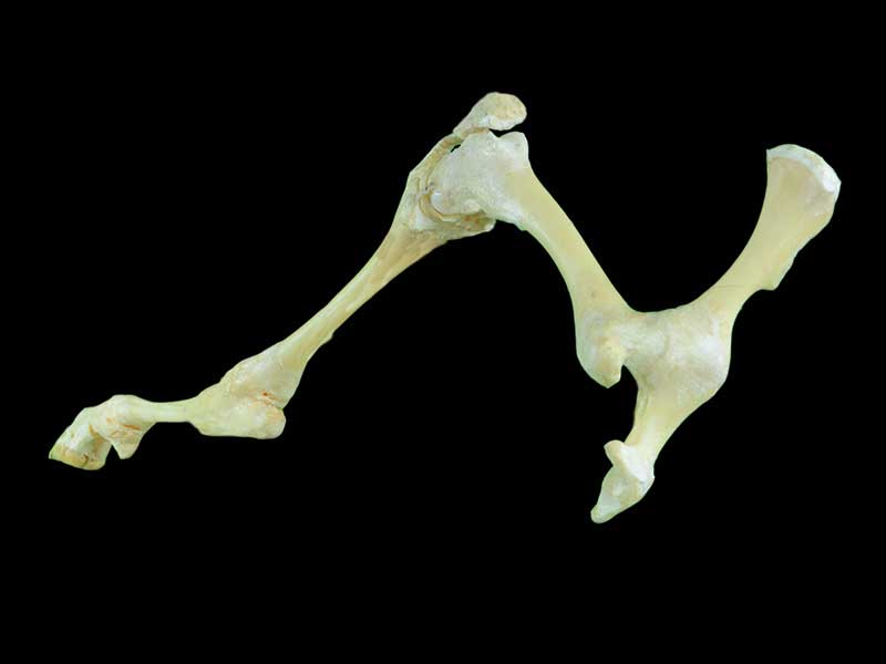 posterior limb joint of sheep specimen plastination