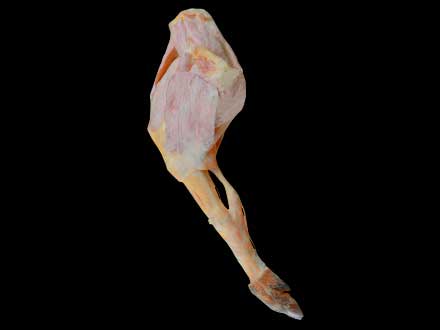 Posterior limb muscle of pig plastinated specimen