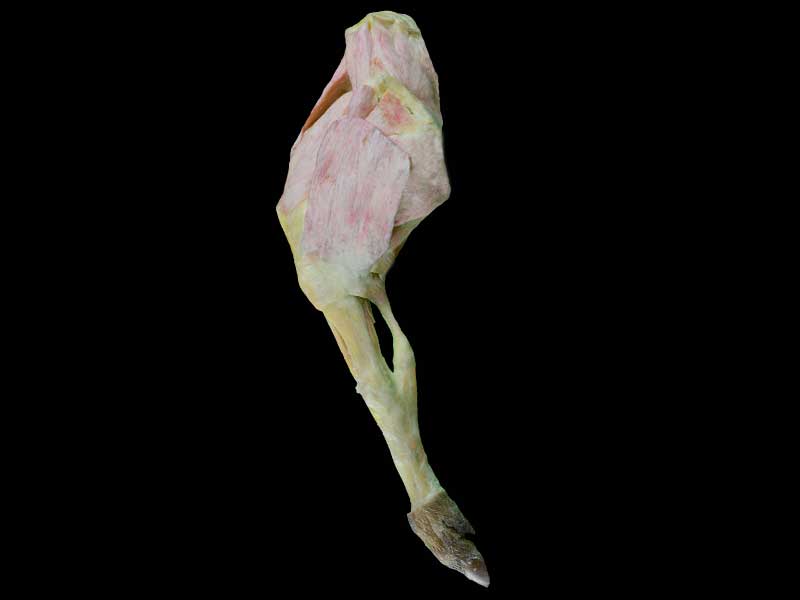 posterior limb muscle of pig plastination