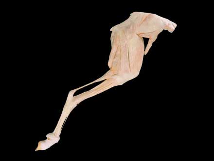 Posterior limb muscle of sheep plastinated specimen