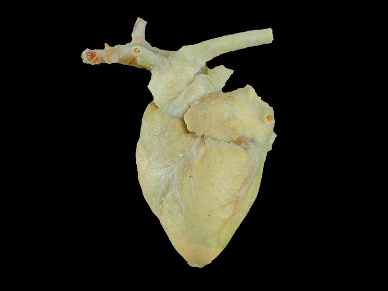 Sheep cardiovascular plastination specimen