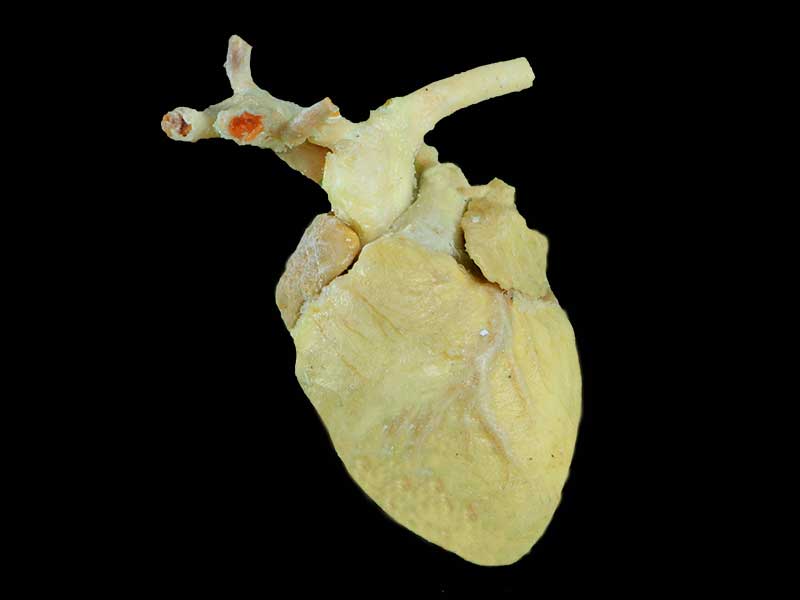 Sheep cardiovascular plastination