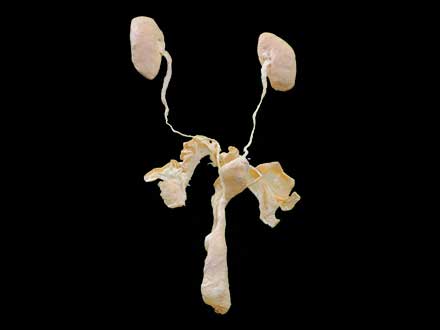 Sow genitourinary system plastinated specimen