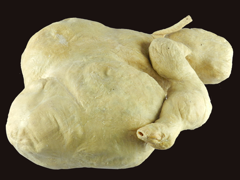 stomach of sheep plastinated specimen