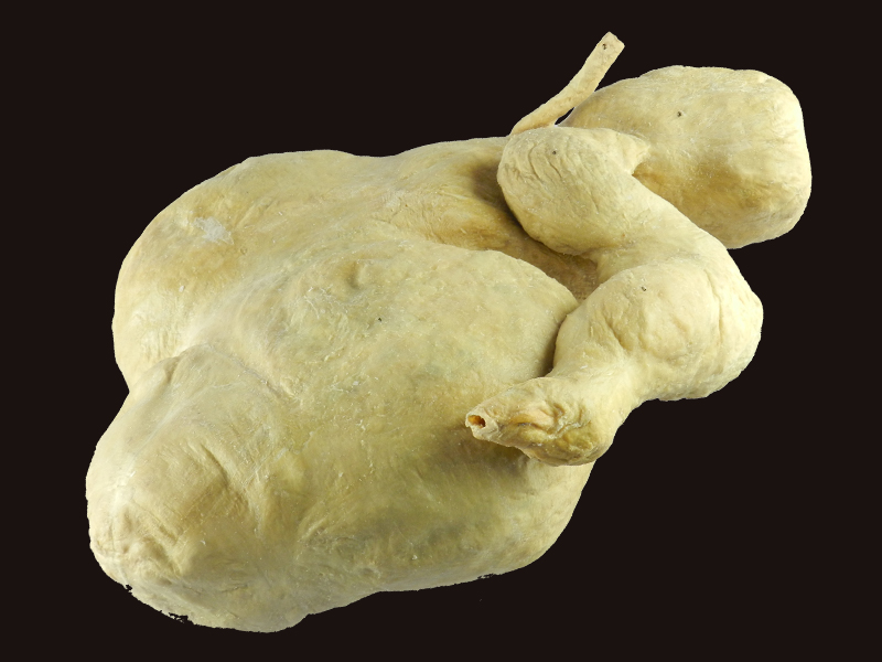 stomach of sheep plastination