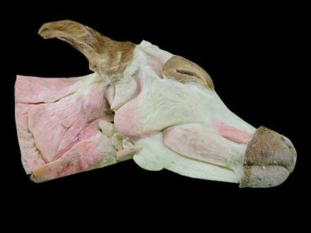 Superficial muscle of cow head and neck plastinated specimen