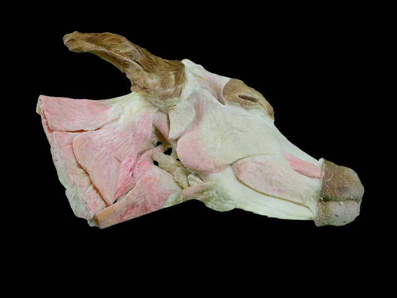 superficial muscle of cow head and neck teaching specimen