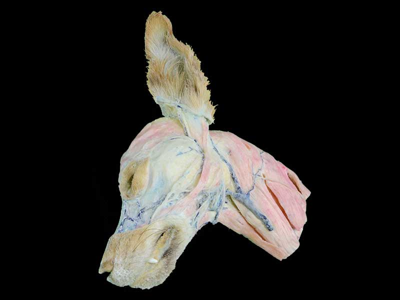 superficial vein of dog head and neck plastination