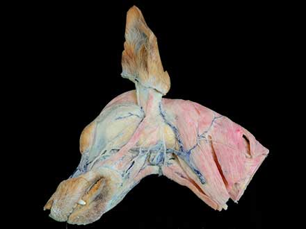 Superficial vein of dog head and neck plastinated specimen