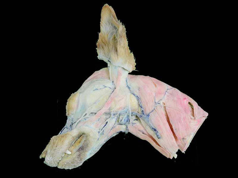 superficial vein of dog head and neck specimen