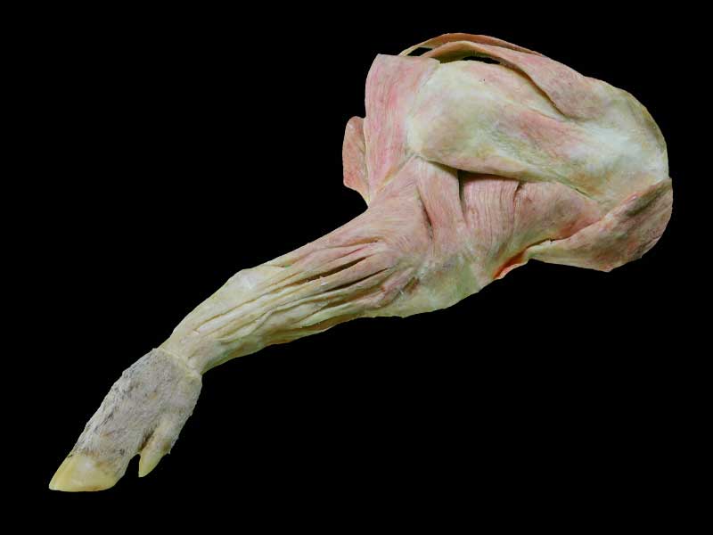 The anatomy of pig foreleg muscle