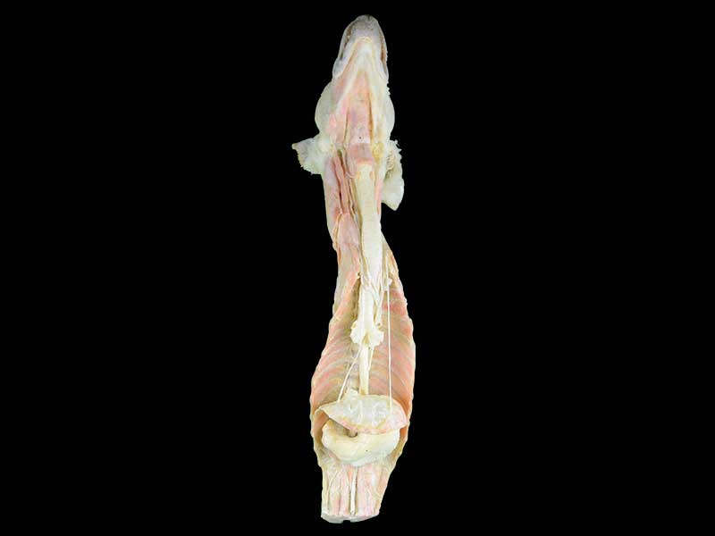 The direction and branch of dog vagus plastination specimen