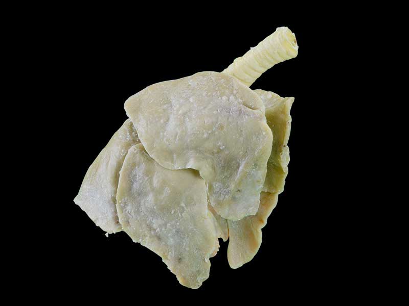 The dog lung plastination specimen