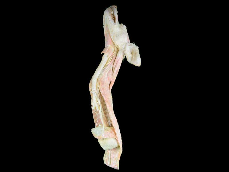 The dog vagus direction and branch plastinated specimen