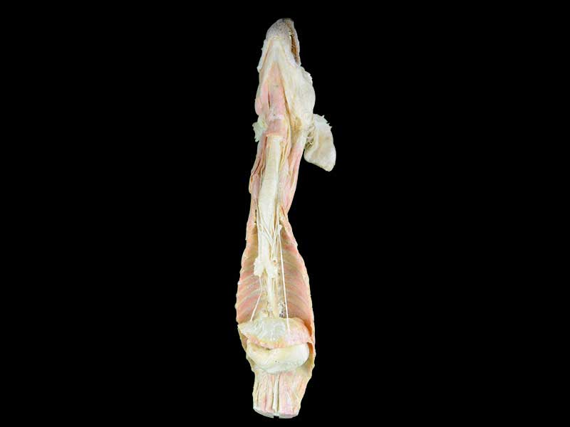 The dog vagus direction and branch specimen