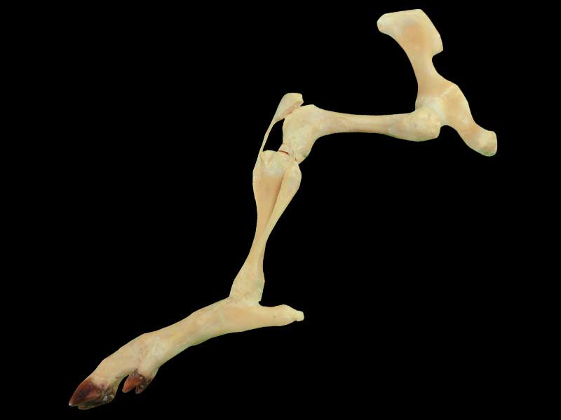 The joint of pig hind legs plastination specimen