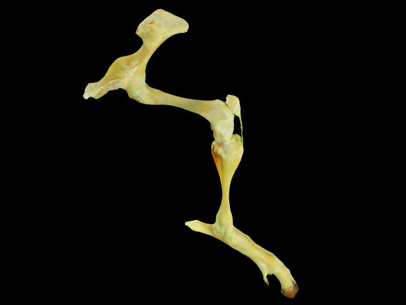 The joint of pig hind legs plastination