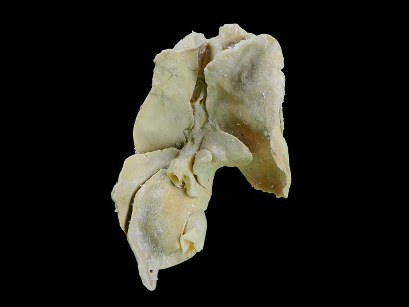 The liver of dog plastinated anatomy specimen