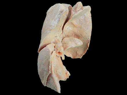 The liver of dog plastinated specimen
