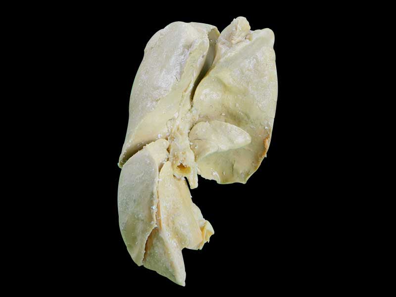 The liver of dog plastination anatomical specimen